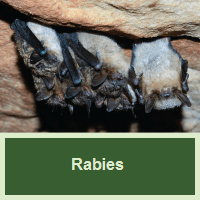 Rabies