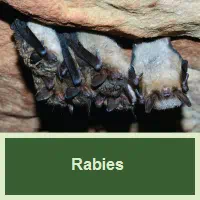 Rabies