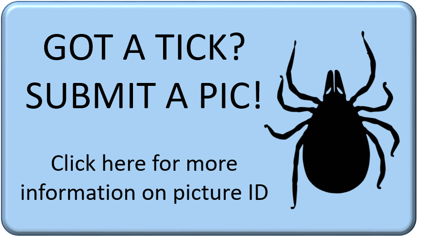 GOT A TICK? SUBMIT A PIC! Click here for more information on picture ID