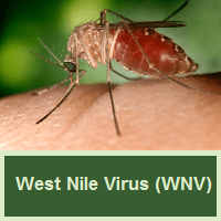 Image of a mosquito biting a human