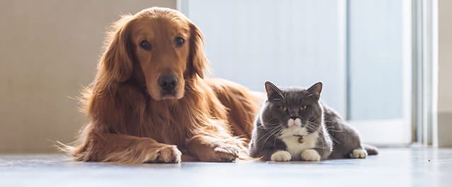 dog and cat
