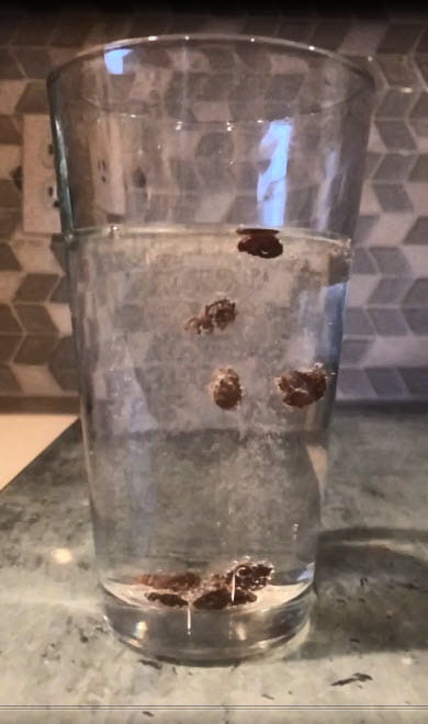Raisins rising on bubbles in a clear glass of liquid