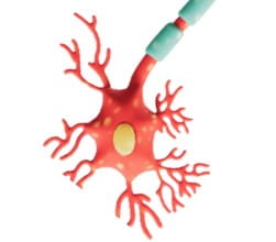Illustration of a nerve cell
