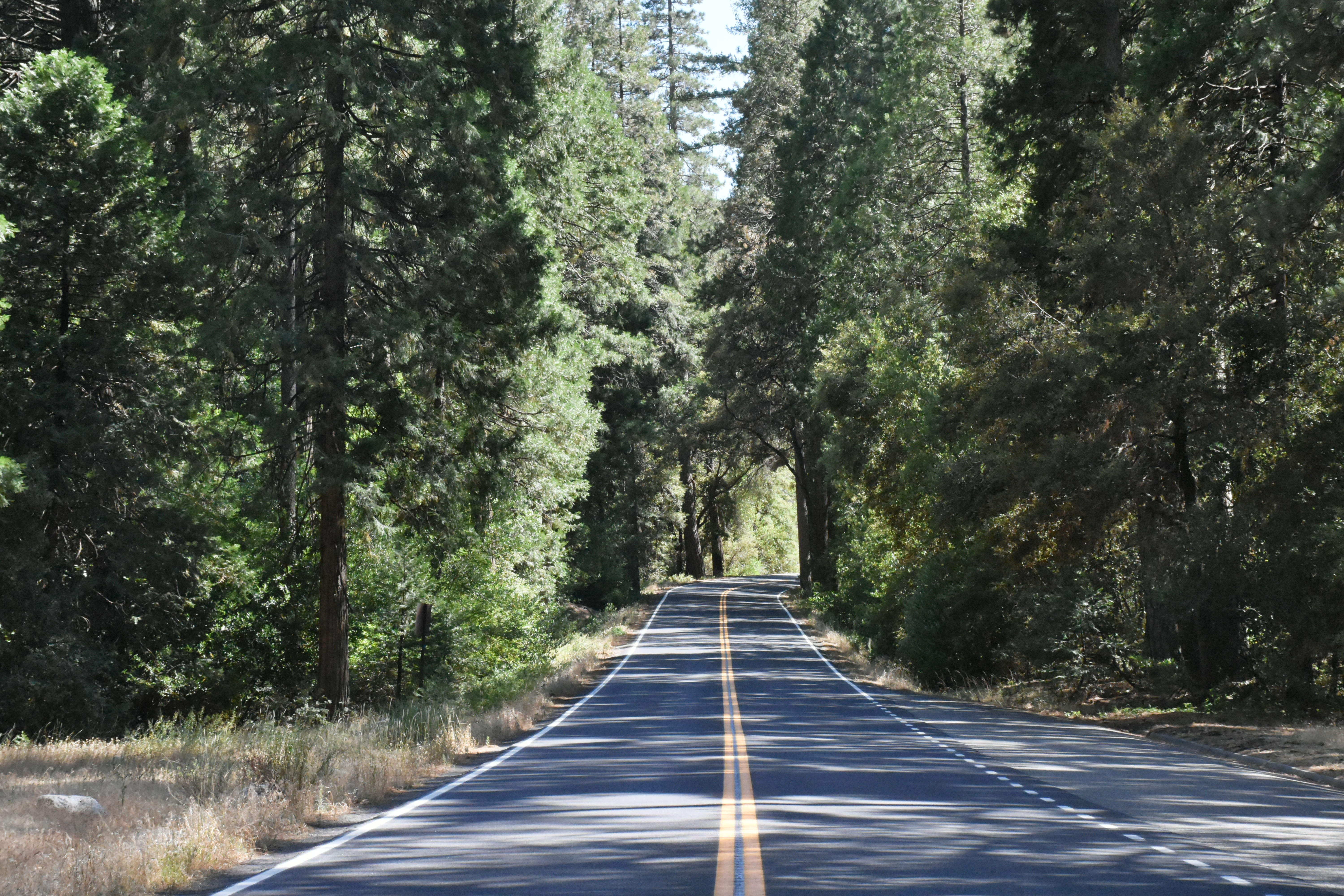 Photo of a tree lined road.