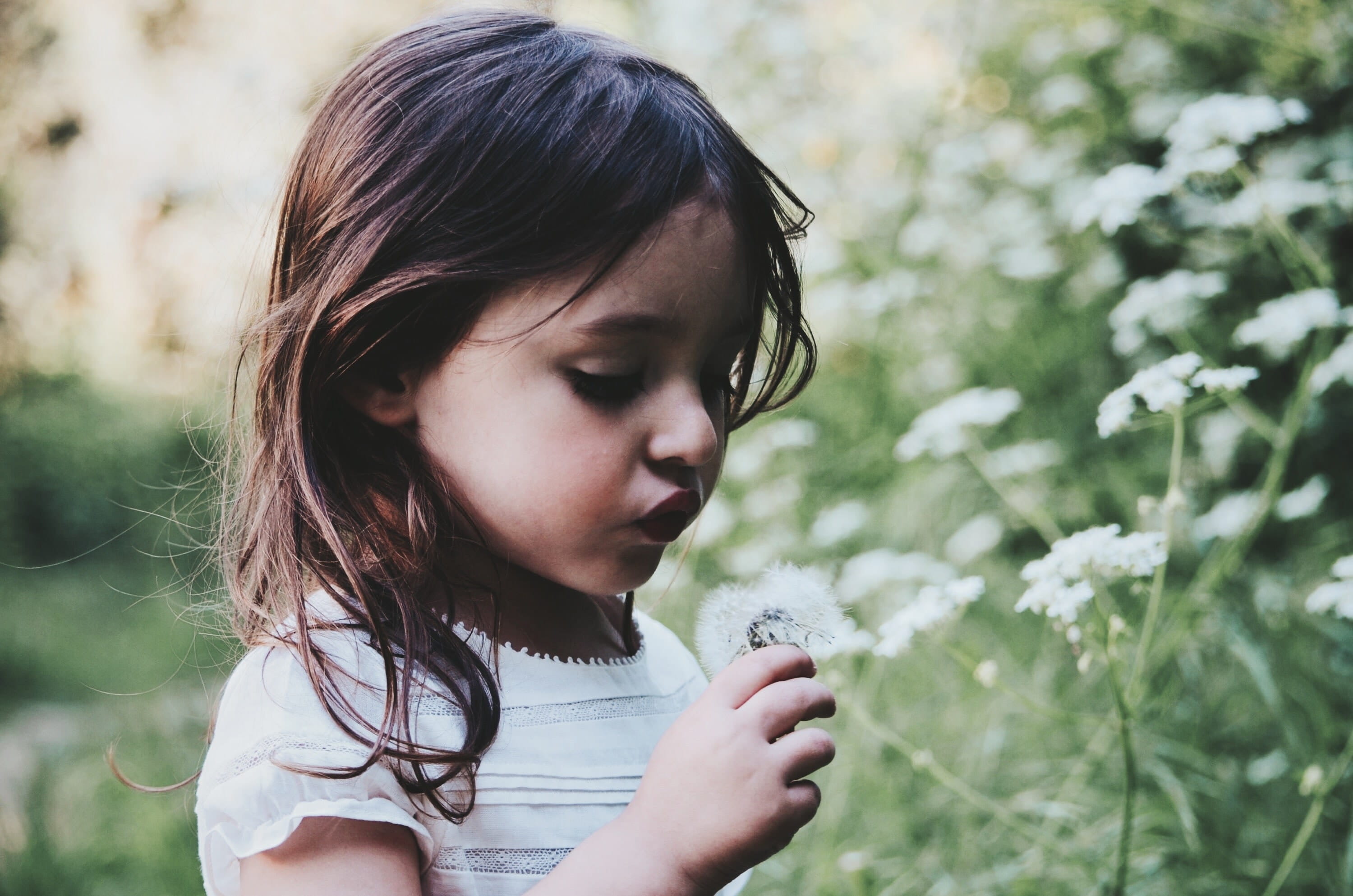 Photo of a little girl blowing on a flower.