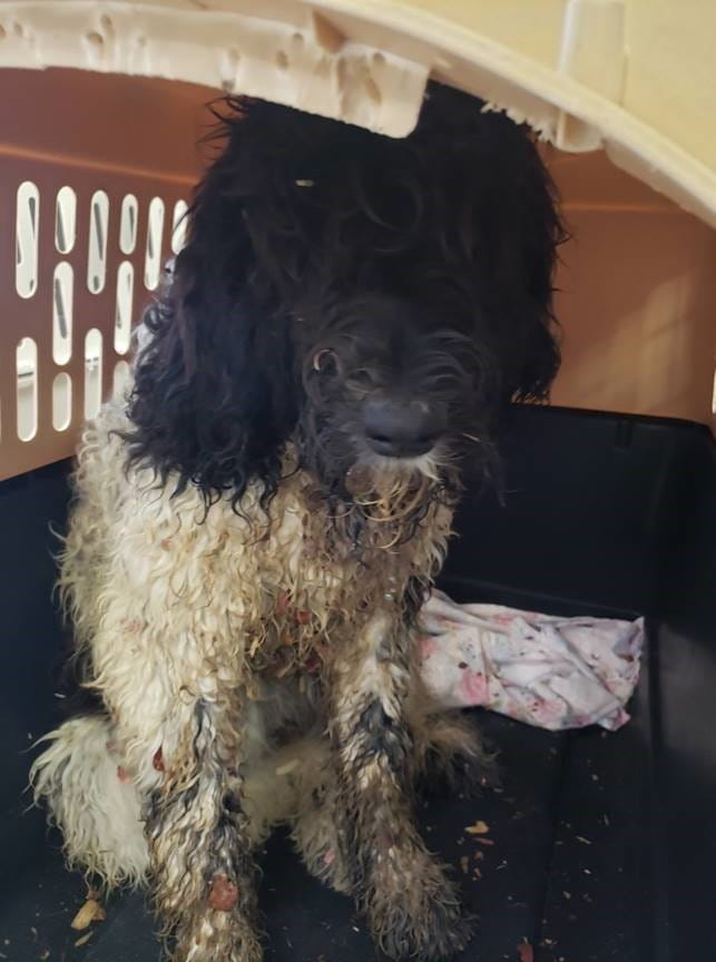 Puppy mill example 1