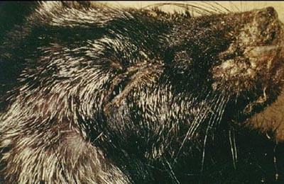 distemper in cats treatment