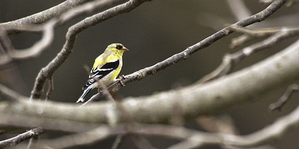 A yellow, black and white bird sits in a tree