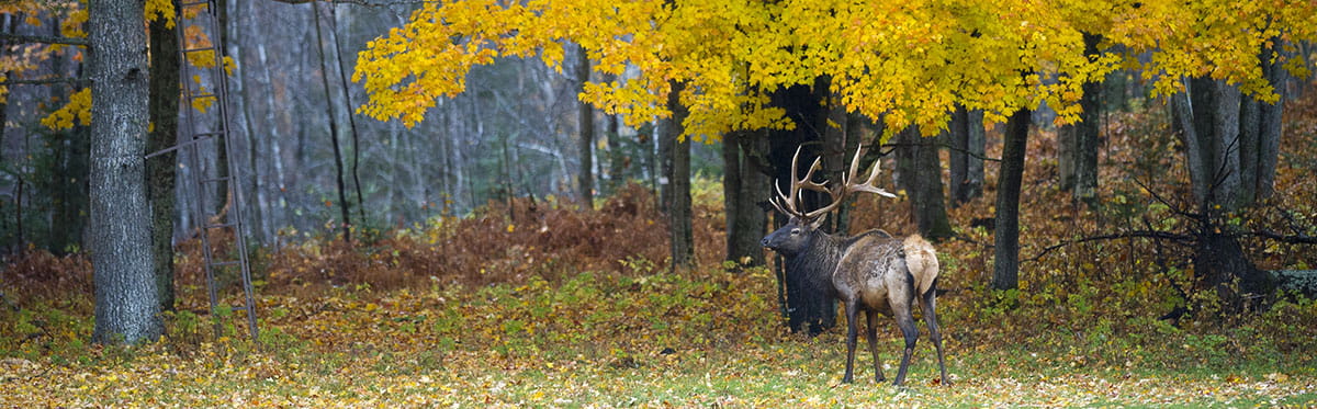 An elk standing in a field with fall trees in the background