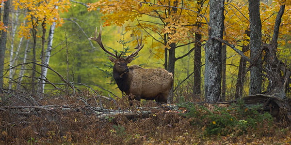 An elk standing in a field with fall trees in the background