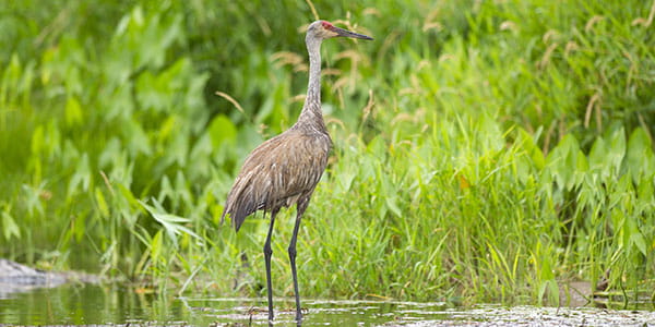 A sandhill crane standing in a bright green field