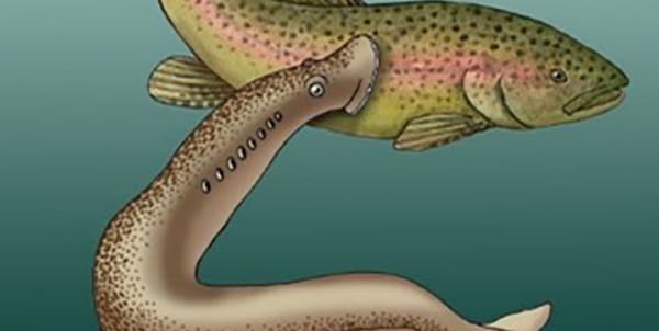 sea lamprey sucking on the side of a trout