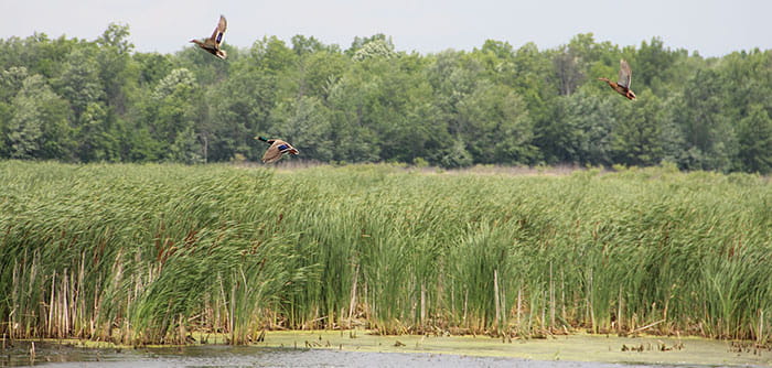 mallard duck flying over wetlands