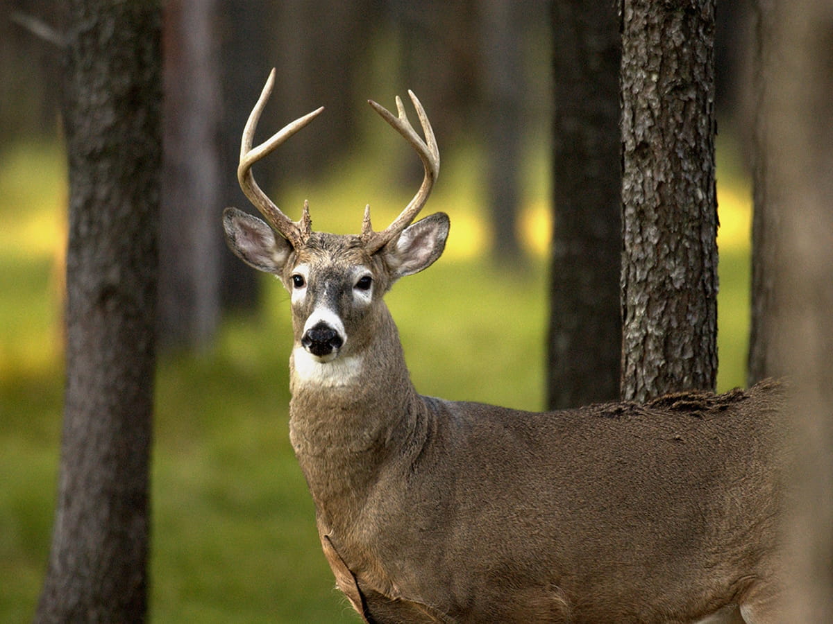 DNR Mitchell State Park Hunting Whitetails Naturally