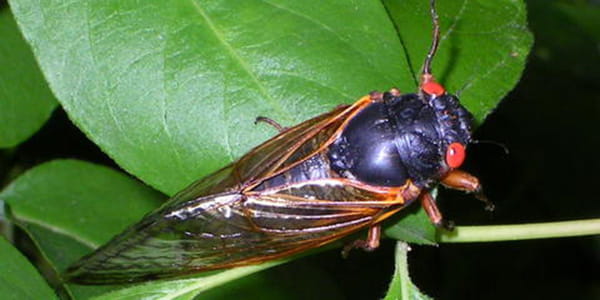 A cicada sits on a green leaf