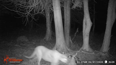 Trail camera photo of a cougar