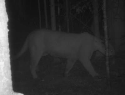 Trail camera photo of a cougar