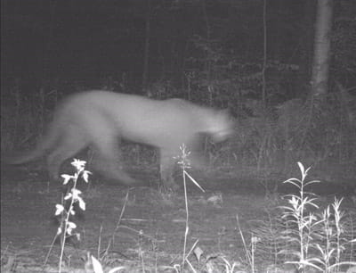 Cougar image from a trail camera