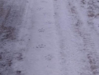 Cougar tracks in the snow