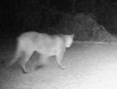Trail camera photo of a cougar