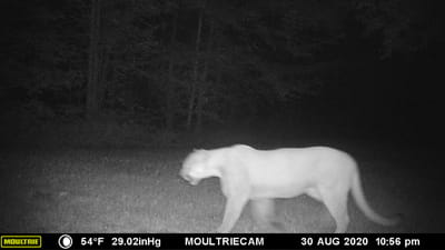 Cougar image from a trail camera