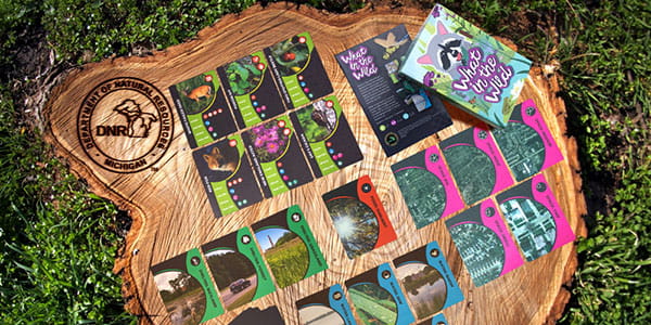 Cards from What in the Wild set up on a stump