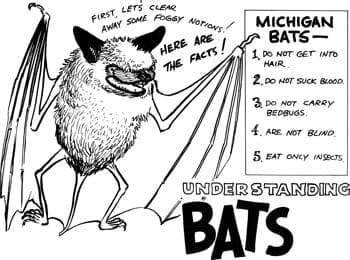 Bat Identification Chart