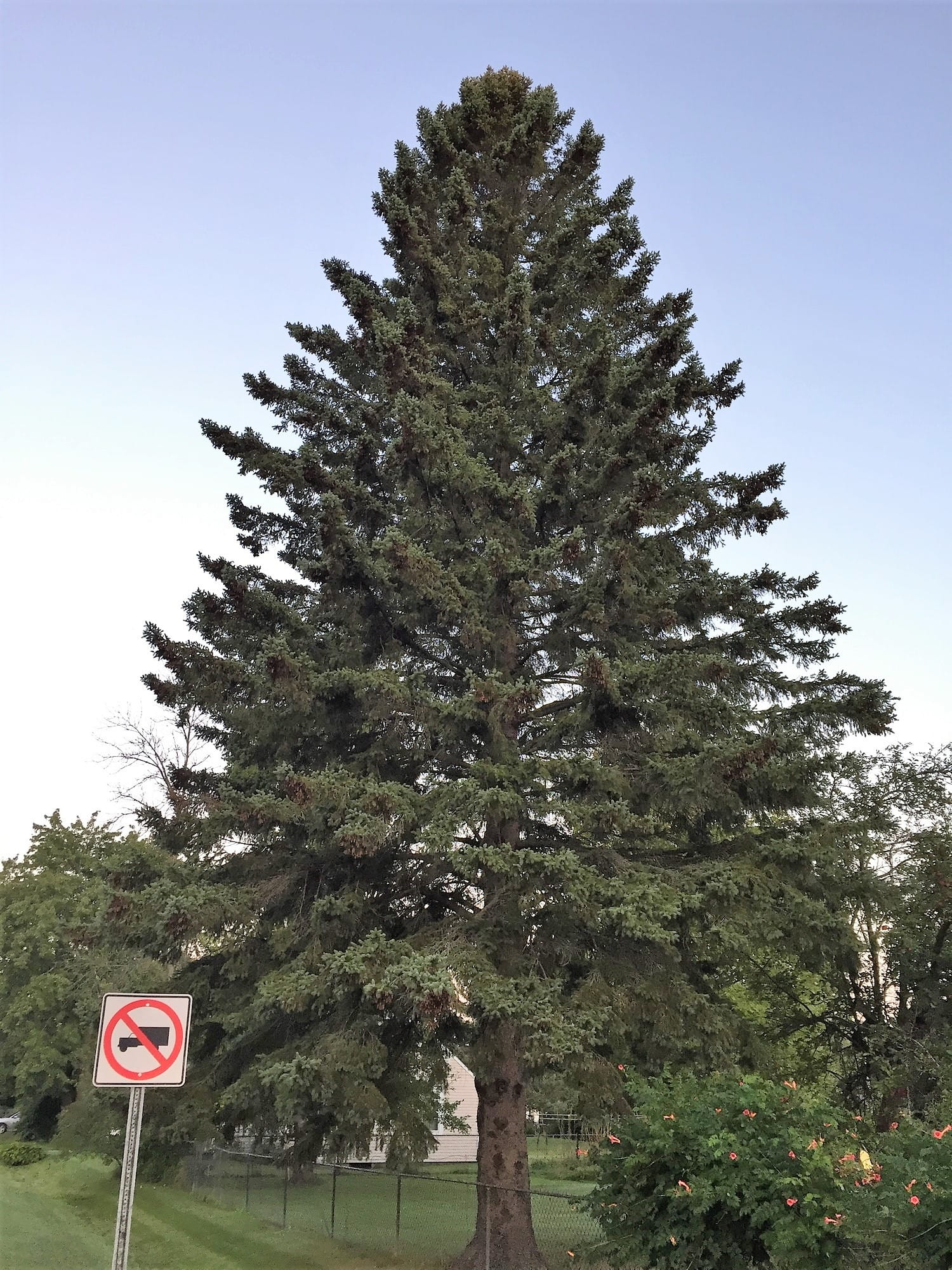michigans official state christmas tree will hail from alpena mich this year after the 62 foot spruce was selected by the michigan department of - Cheap Christmas Trees Near Me michigans official state christmas tree will hail from alpena mich this year after the 62 foot spruce was selected by the michigan department of - Cheap Christmas Trees Near Me