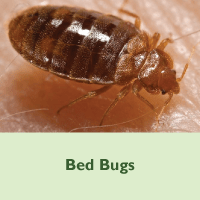 Bed Bugs placeholder image