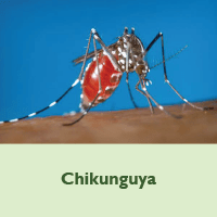 Chikungunya placeholder image