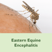 Eastern Equine Encephalitis, Placeholder Image