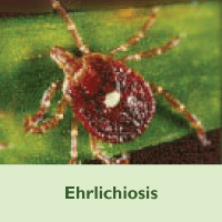 Ehrlichiosis placeholder image
