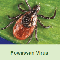 Powassan Virus image