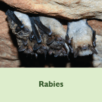 Rabies placeholder image