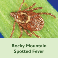 Rocky Mountain Spotted Fever placeholder image