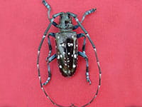 Image of Asian Longhorned Beetle