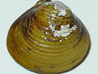 Asian clam Asian clam