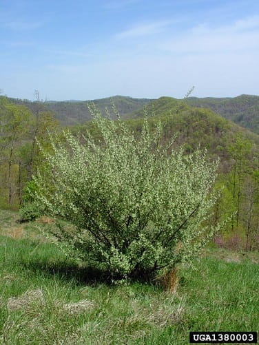 Auburn University Online >> Invasive Species - Autumn Olive Auburn University Online >> Invasive Species - Autumn Olive