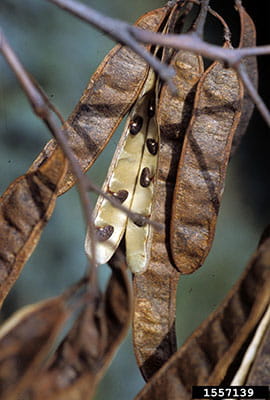 Invasive Species - Black Locust