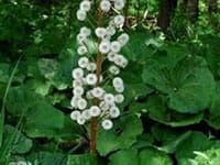 Butterbur Butterbur
