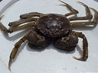 Chinese mitten crab Chinese mitten crab