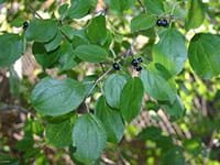 Common buckthorn Common buckthorn