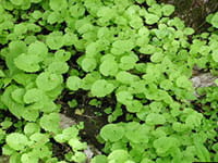 Garlic mustard Garlic mustard
