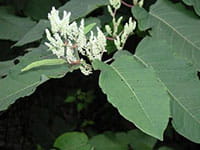 Giant knotweed Giant knotweed