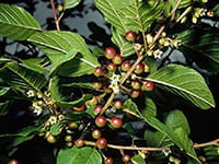 Glossy buckthorn Glossy buckthorn
