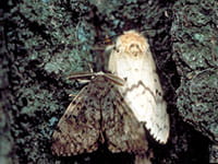 Gypsy moth caterpillar Gypsy moth caterpillar