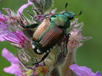 Japanese Beetle Japanese Beetle