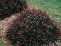 Japanese barberry Japanese barberry