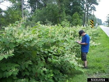 Invasive Species Japanese Knotweed Invasive Species Japanese Knotweed