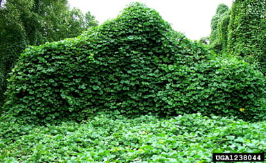 kudzu